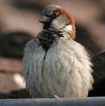 090329_huismus.jpg